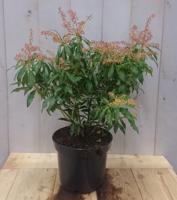 Pieris Rotsheide 40 cm groen Warentuin Natuurlijk - Warentuin natuurlijk - thumbnail