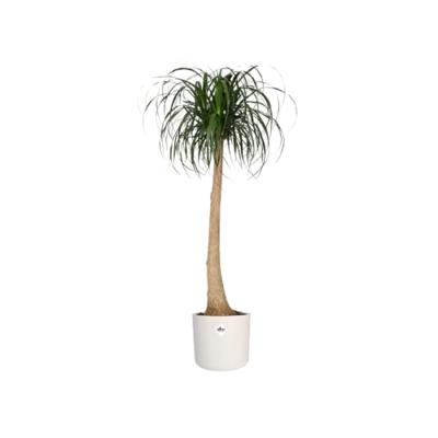 Bloempot B.for soft 16 cm wit elho - Elho - thumbnail