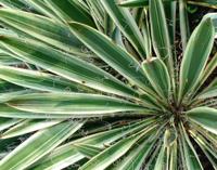 Palmlelie - thumbnail