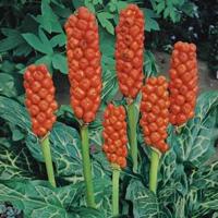 Italiaanse aronskelk (Arum Italicum) moerasplant (6-stuks) - thumbnail