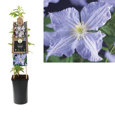 Lila bosrank (Clematis "Blue Angel") klimplant