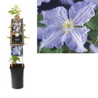 Lila bosrank (Clematis "Blue Angel") klimplant - thumbnail