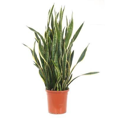 Sansevieria Laurentii XXL (Vrouwentong) - P 30 cm