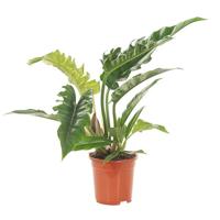 Philodendron Narrow Escape - P19 - thumbnail