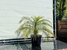 Palmboom - Phoenix Roebelenii