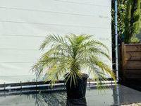 Palmboom - Phoenix Roebelenii - thumbnail