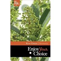 Skimmia (Skimmia Japonica “Kew Green”) heester - 30-40 cm - 6 stuks - thumbnail