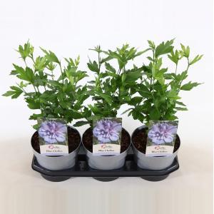 Hibiscus syriacus Blue Chiffon - 60 - 80cm - 5 stuks