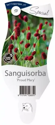 Sanguisorba Proud Mary vaste plant Griffioen - Griffioen