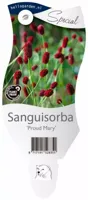 Sanguisorba Proud Mary vaste plant Griffioen - Griffioen - thumbnail