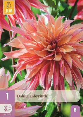 Dahlia labyrinth