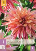 Dahlia labyrinth - thumbnail