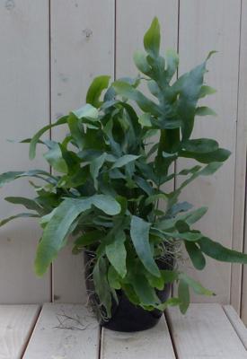 Blauwvaren Phlebodium in zwarte/antraciete pot 30 cm Warentuin Natuurlijk - Warentuin natuurlijk