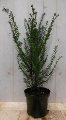 Taxus 70 cm Warentuin Natuurlijk - Warentuin natuurlijk Taxus 70 cm Warentuin Natuurlijk - Warentuin natuurlijk
