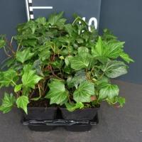 Klimop (hedera helix "Green Ripple") bodembedekker - 6-pack - 1 stuks - thumbnail