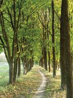 Bomen pad 50x70cm Tuinschilderij Customize-it - Customize it - thumbnail