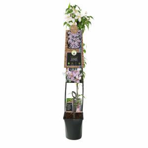 Roze bosrank (Clematis montana "Rubens") klimplant 120 cm Roze bosrank (Clematis montana "Rubens") klimplant 120 cm