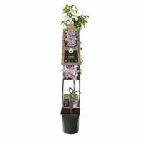 Roze bosrank (Clematis montana "Rubens") klimplant 120 cm - thumbnail