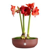 Jazz bowl 28cm toscaans rood bloempot elho - Elho - thumbnail