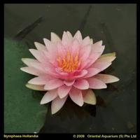 Roze waterlelie (Nymphaea Hollandia) waterlelie (6-stuks) - thumbnail