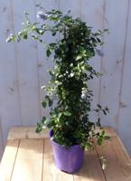 Amerikaanse sering op stok hoogte 60 cm Ceanothus Warentuin Natuurlijk - Warentuin natuurlijk - thumbnail