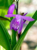 Moerings Bletilla striata - Japanse orchidee - thumbnail
