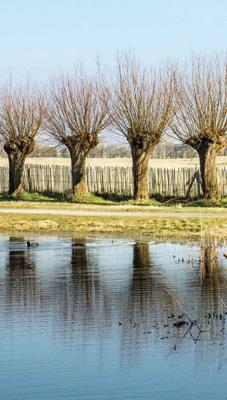 Knotwilgen 70x130cm Tuinschilderij Customize-it - Customize it