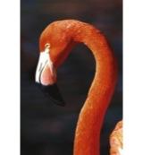 Animal Essences Flamingo 30 Milliliter Animal Essences Flamingo 30 Milliliter