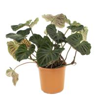 Philodendron Verrucosum XXL - P 30 cm - thumbnail