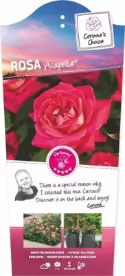 Struikroos Acapella - Roze Roos