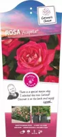 Struikroos Acapella - Roze Roos - thumbnail