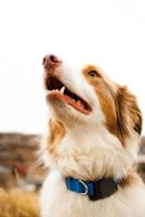 Keybudz PawTag pet collar AirTag houder - Black - thumbnail