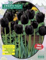 Tulp - thumbnail
