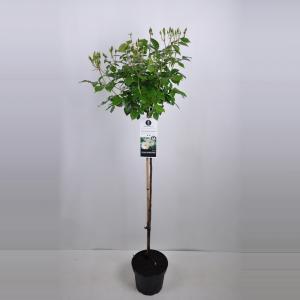 Heesterroos op stam (rosa "Schneewittchen"®) - Op stam 110 cm - 1 stuks