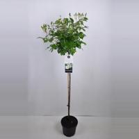 Heesterroos op stam (rosa "Schneewittchen"®) - Op stam 110 cm - 1 stuks - thumbnail