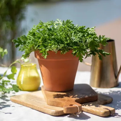 Pelargonium Graveolens - Anti-muggenplant - P11