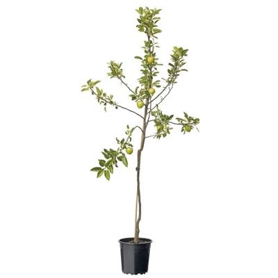 Malus Dom. Braeburn Laagstam fruitplant Fruithof - Fruithof Malus Dom. Braeburn Laagstam fruitplant Fruithof - Fruithof