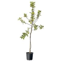 Malus Dom. Braeburn Laagstam fruitplant Fruithof - Fruithof - thumbnail