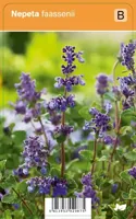 V.I.P.S. Nepeta faassenii - kattenkruid p9 - thumbnail