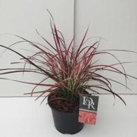 Lampenpoetsersgras (Pennisetum advena "Fireworks") siergras - In 2 liter pot - 1 stuks - thumbnail