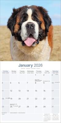 Sint Bernard Kalender 2026