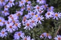 Aster - thumbnail