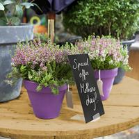 Securit krijtbordjes basis, pak met 10 stuks - thumbnail