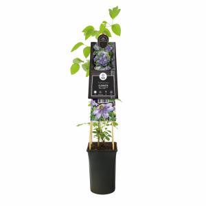 Klimplant Clematis Blue Light - Blauwe Bosrank