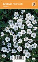 Vips Erodium reichardii Album - Reigersbek - thumbnail