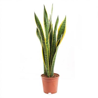 Vrouwentong (Sansevieria Trifasciata Laurentii) - P 17 cm Vrouwentong (Sansevieria Trifasciata Laurentii) - P 17 cm