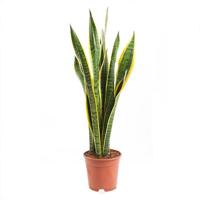 Vrouwentong (Sansevieria Trifasciata Laurentii) - P 17 cm - thumbnail