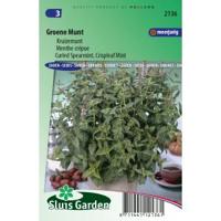 Groene Munt zaden Kruizemunt - thumbnail
