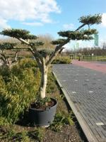 Olijfboom Olea stamhoogte 40 cm en boomhoogte 240 cm Bonsai de Luxe Olijfboom Warentuin Natuurlijk - Warentuin natuurlijk - thumbnail