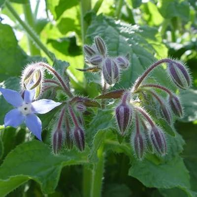 Borage zaden blauw en wit